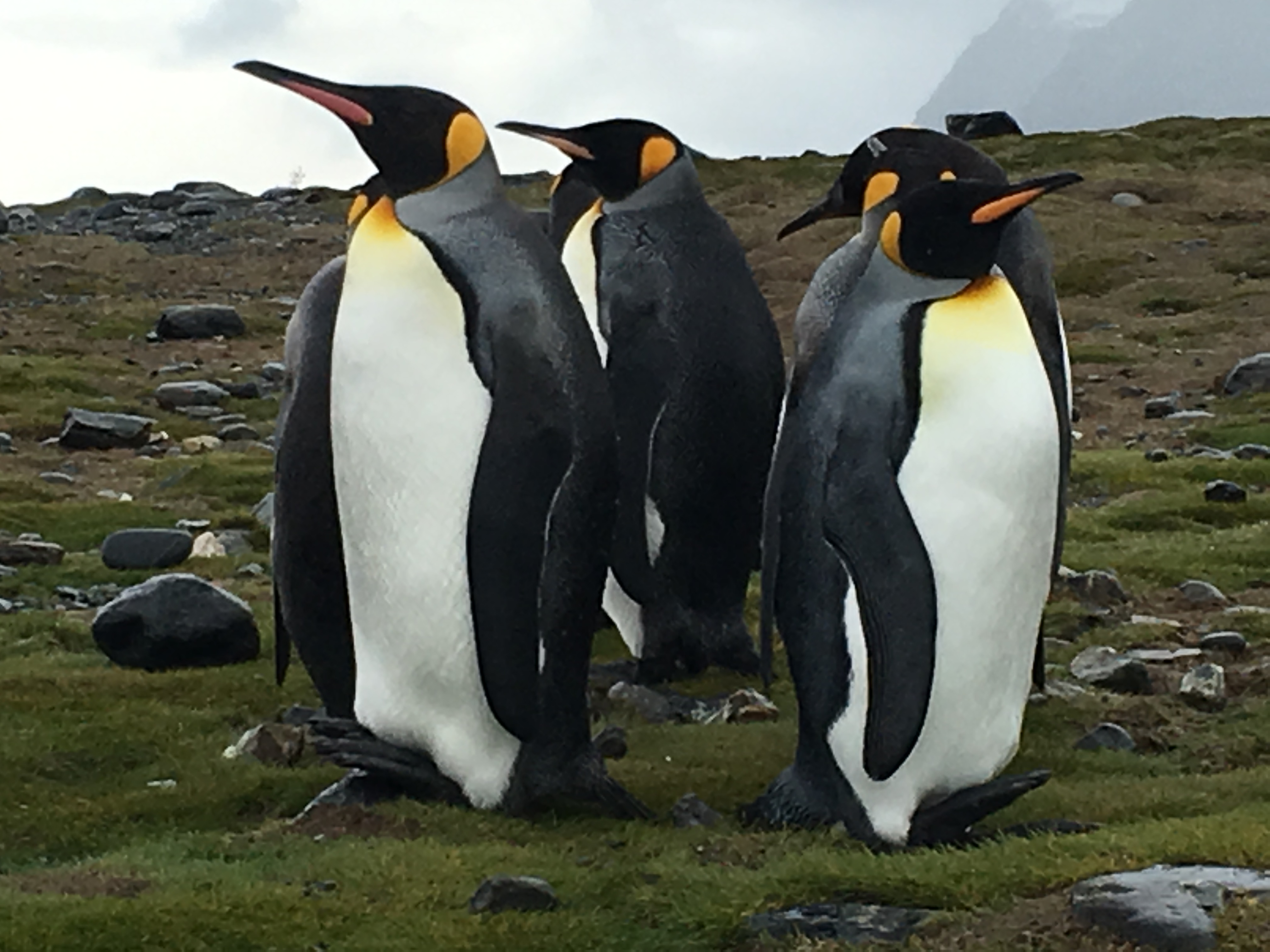 Königspinguine Südgeorgien